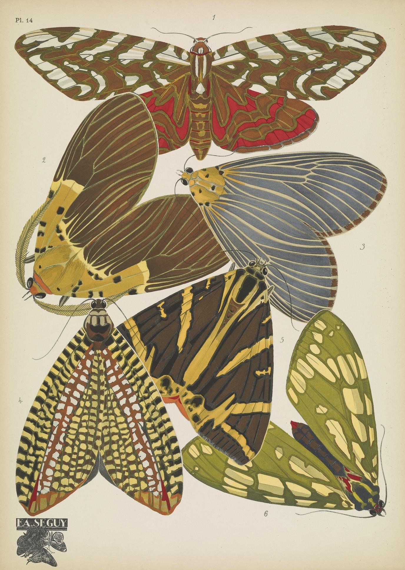 Image de Arachnis dilecta Boisduval 1870