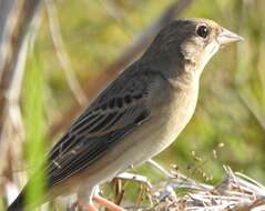 Image of Brown-headed Bunting