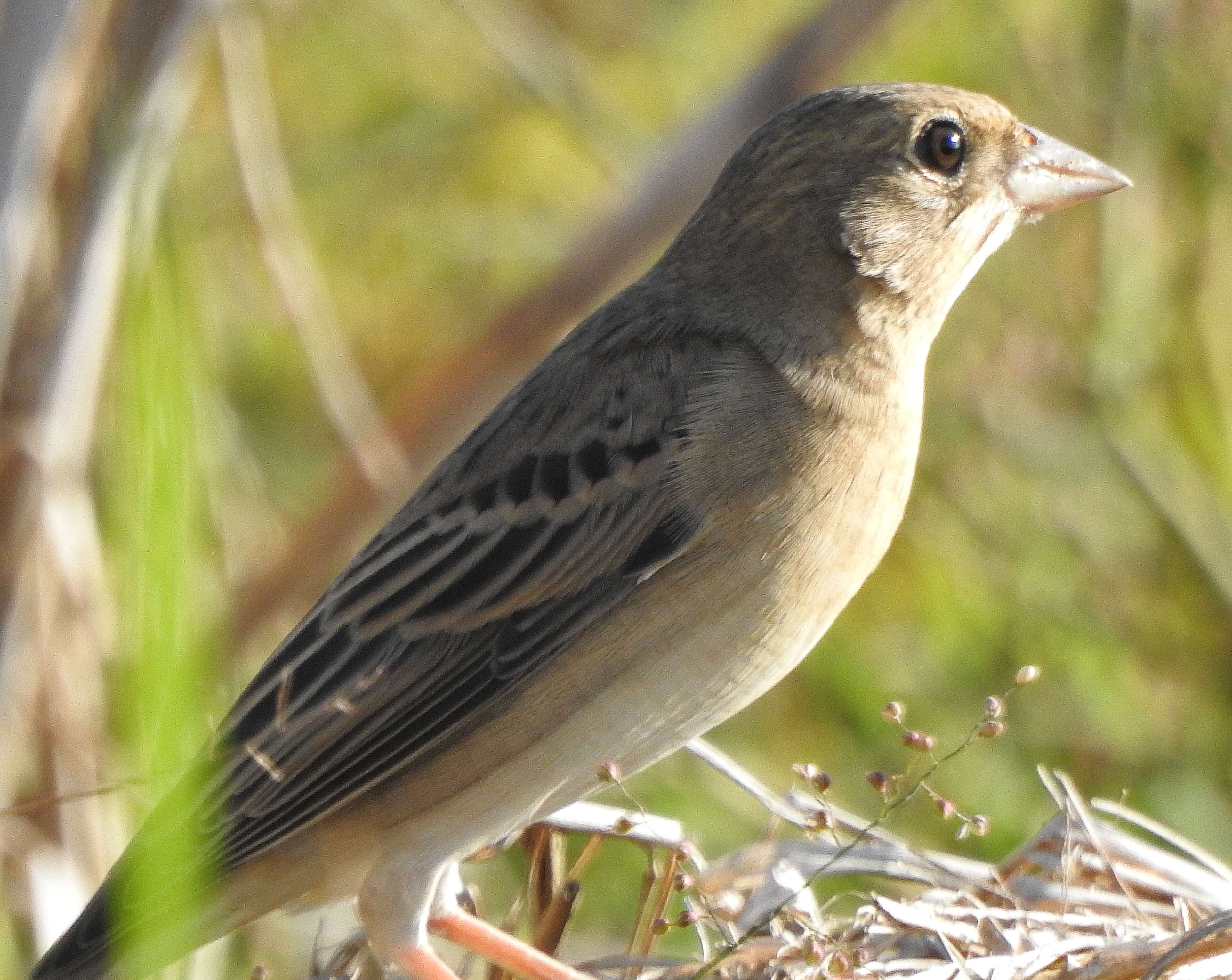 Image of Brown-headed Bunting