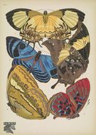 Слика од Helicopis acis Fabricius 1782
