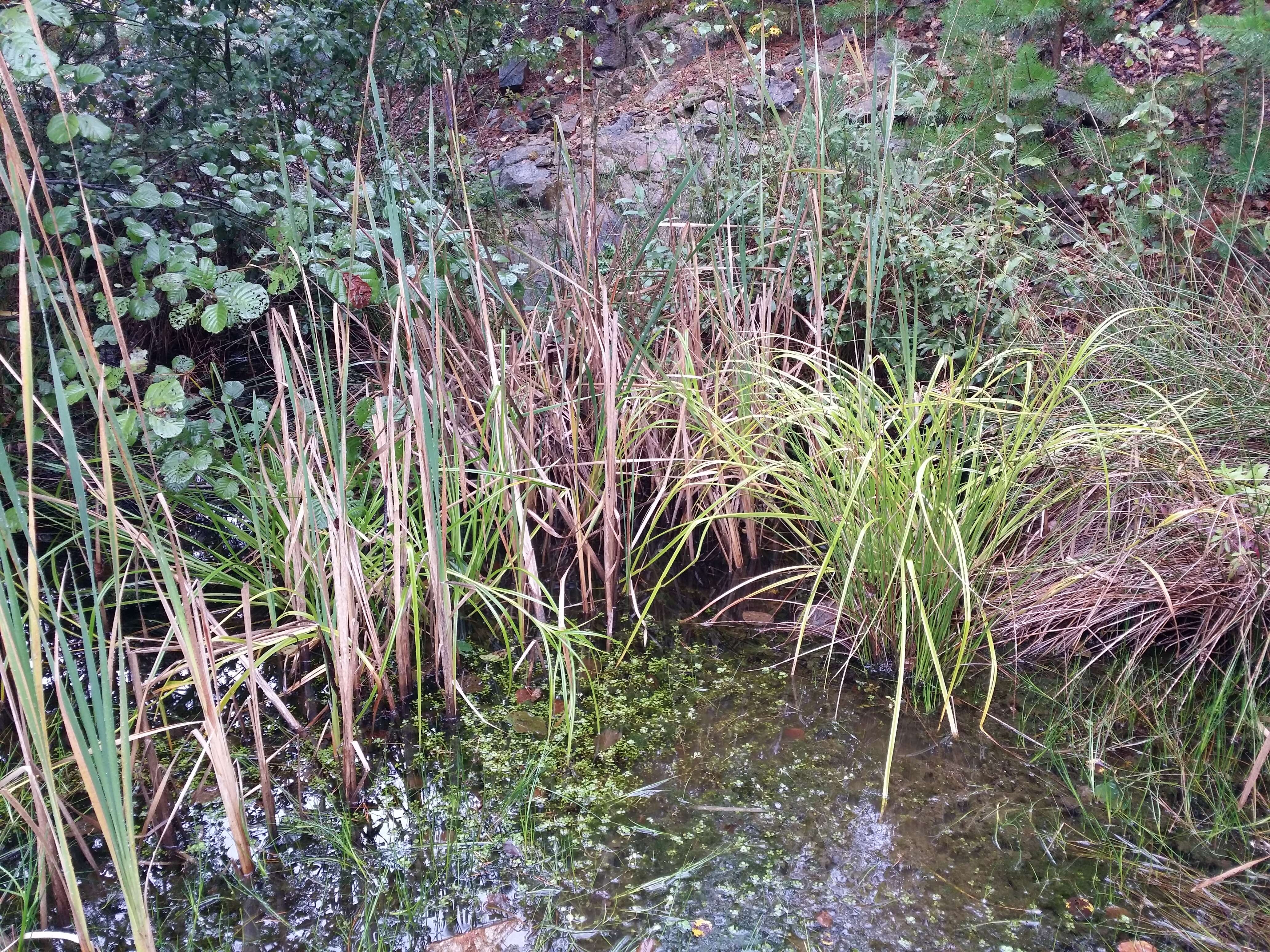 Image of Scirpus radicans Schkuhr