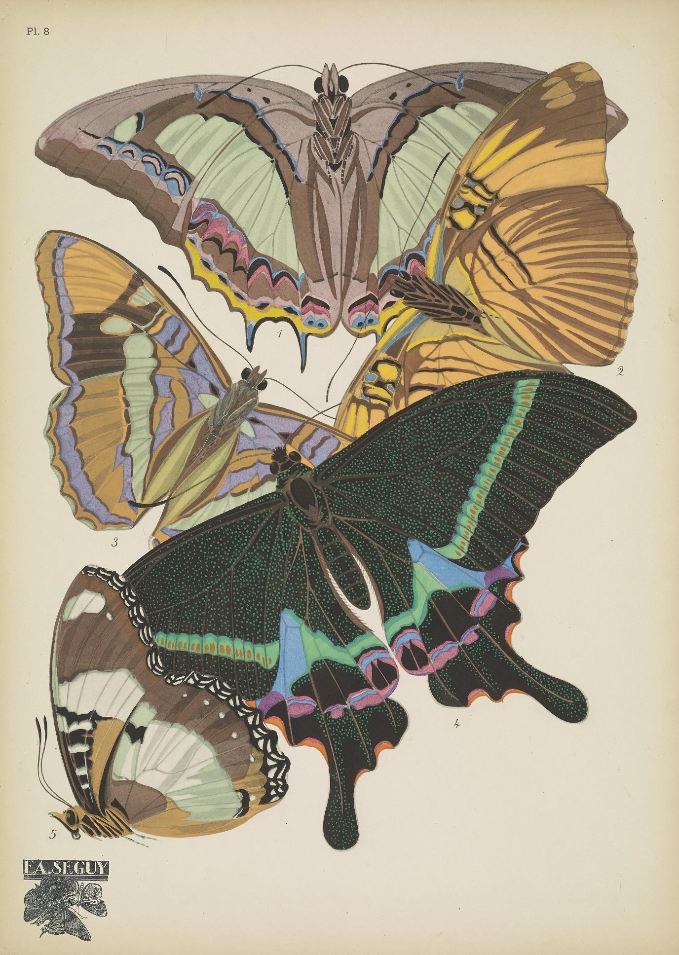Sivun Papilio krishna Moore 1857 kuva