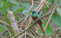 Image of Coppery-chested Jacamar