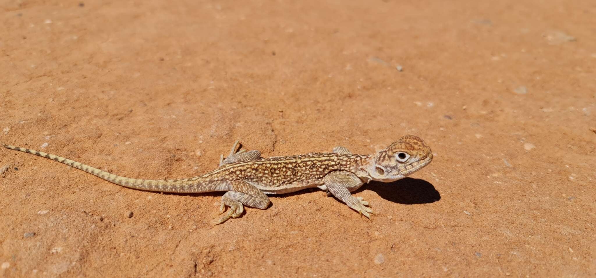 صورة Ctenophorus nuchalis (De Vis 1884)