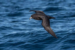 Image of Westland Black Petrel