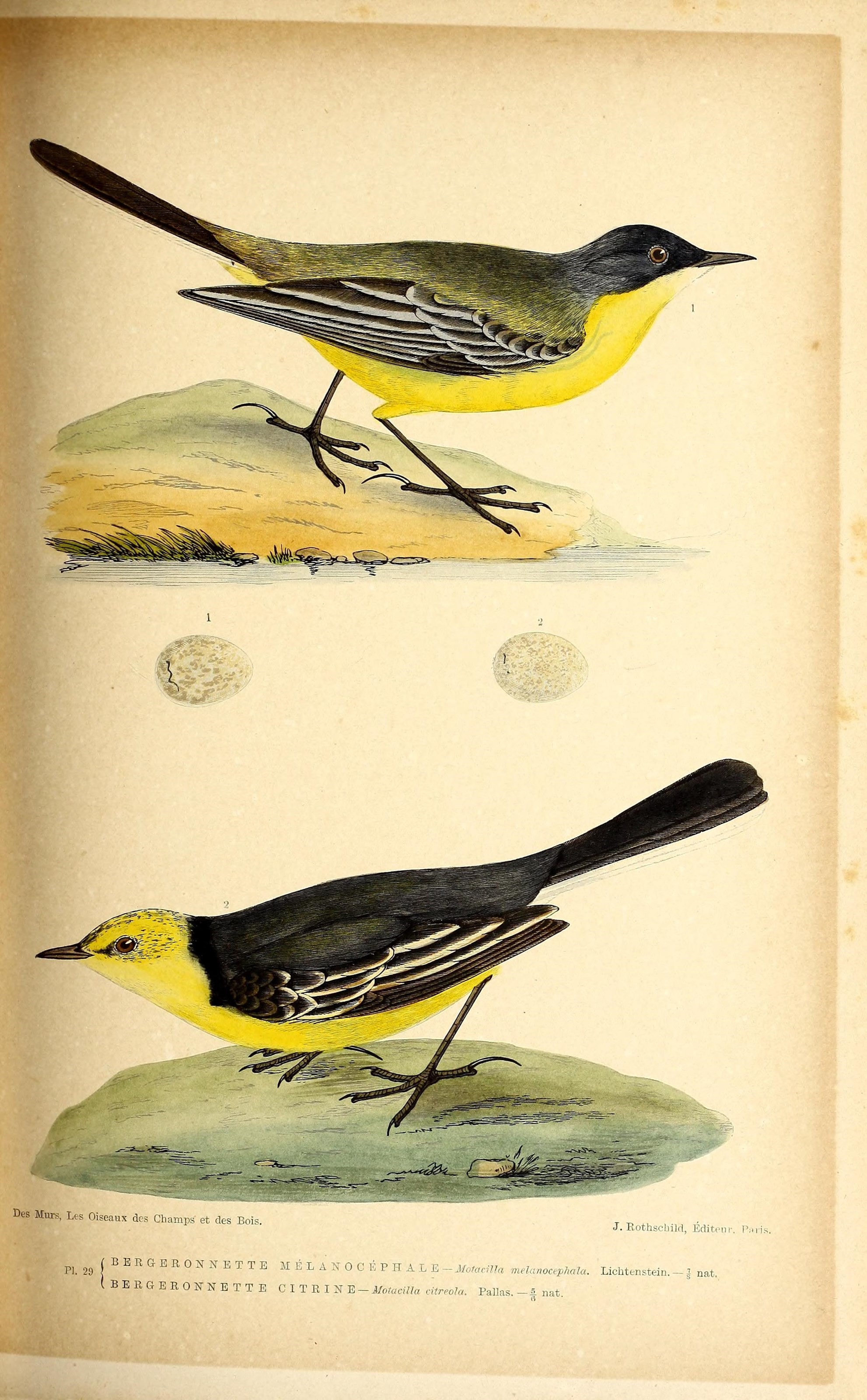 Image of Citrine Wagtail