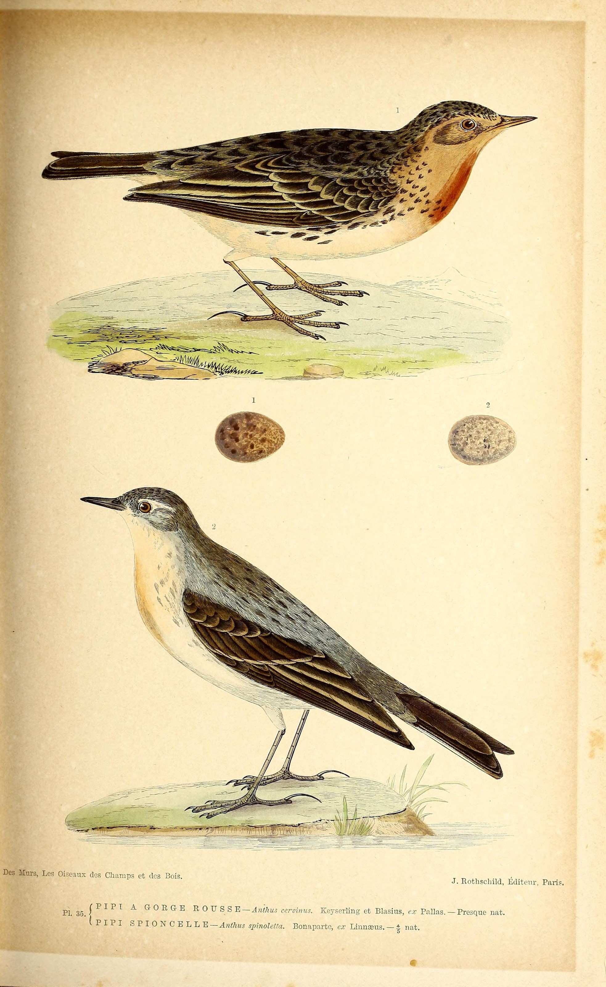 Image of Red-throated Pipit