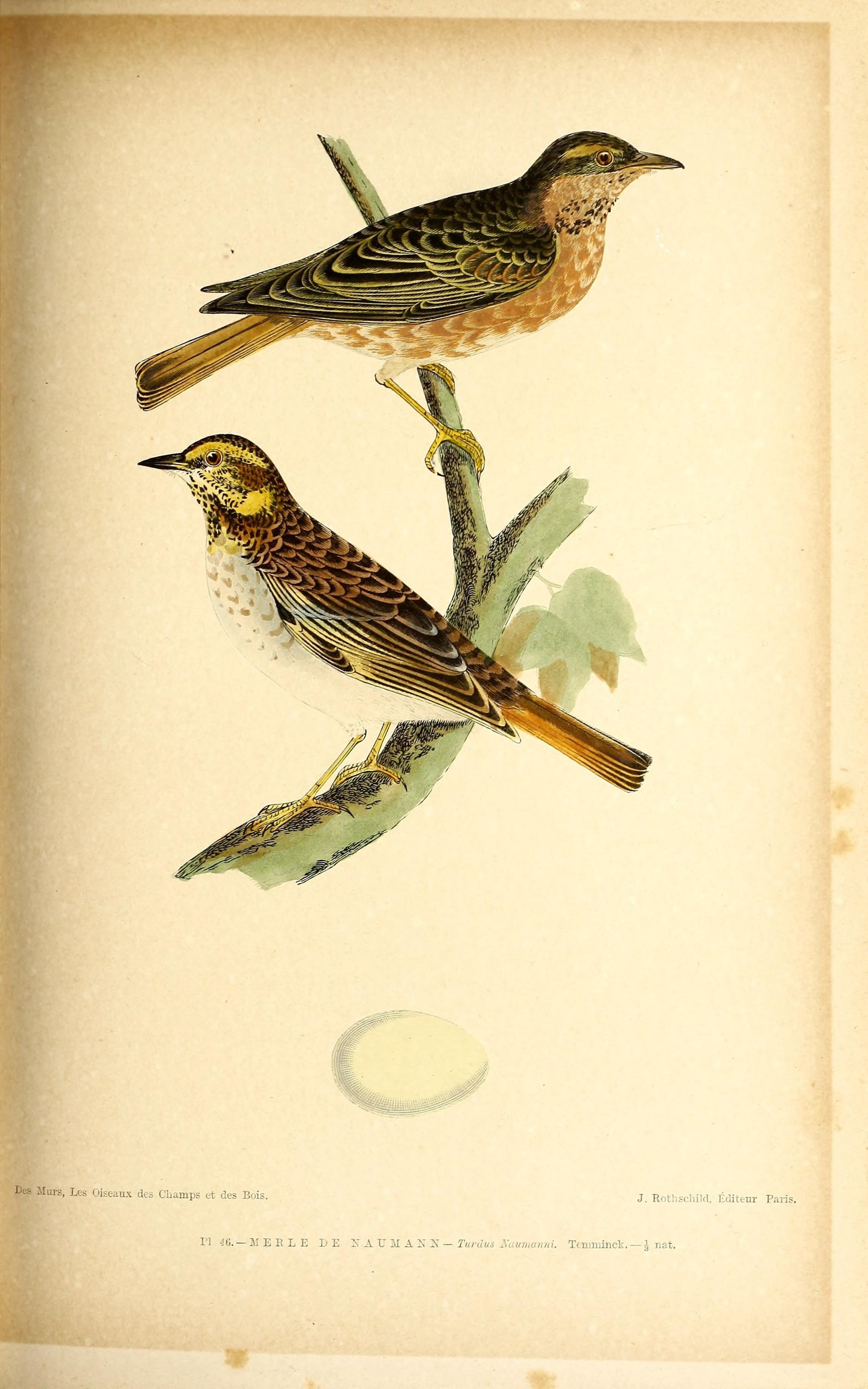 Image of Dusky Thrush