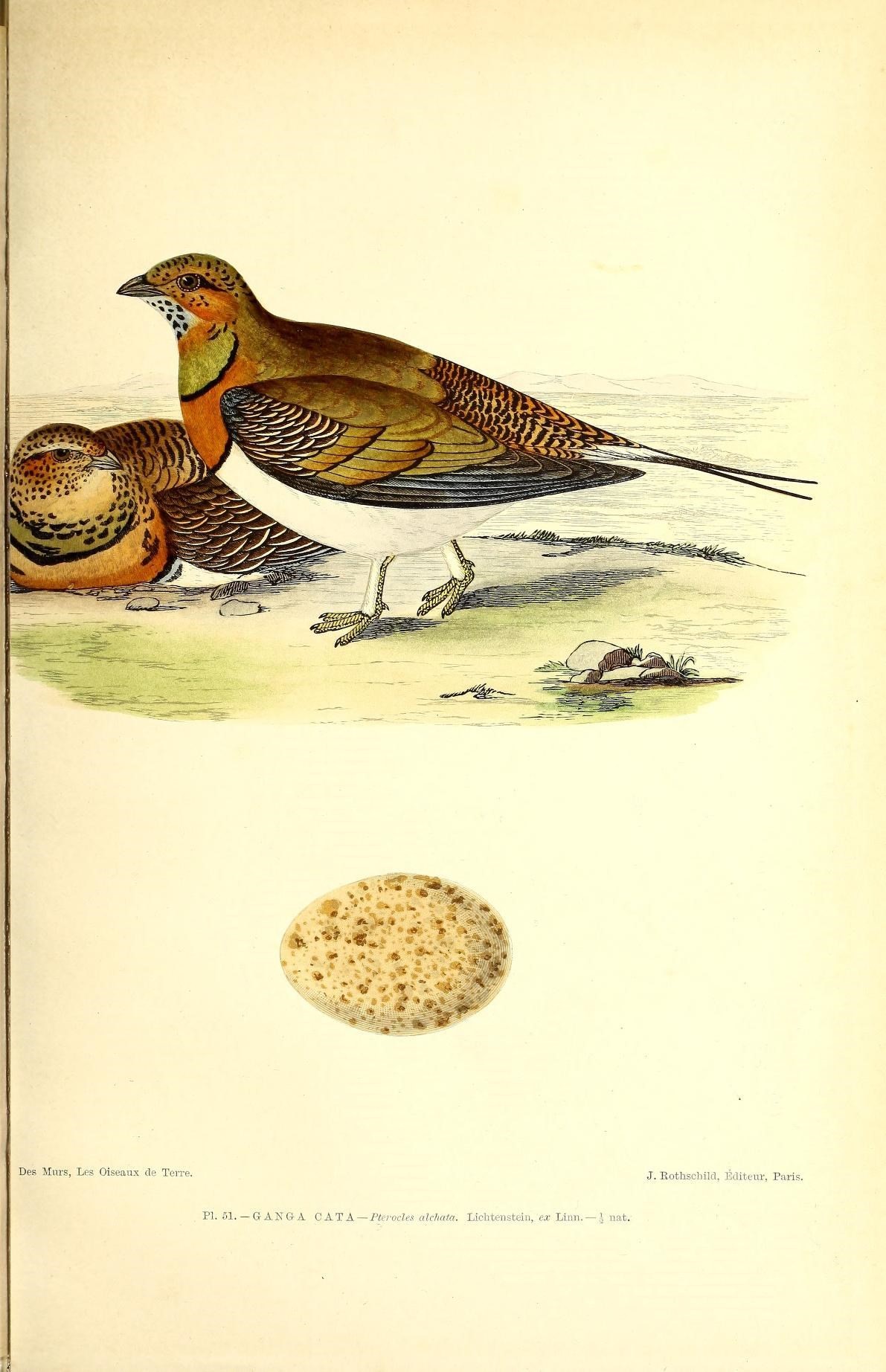 Image of Pin-tailed Sandgrouse