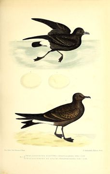 Image of British Storm Petrel