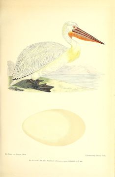 Image of Dalmatian Pelican