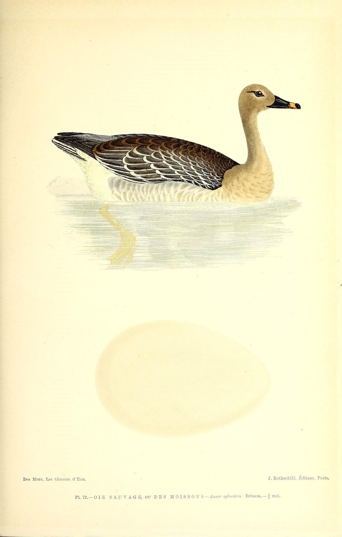 Image of Bean Goose