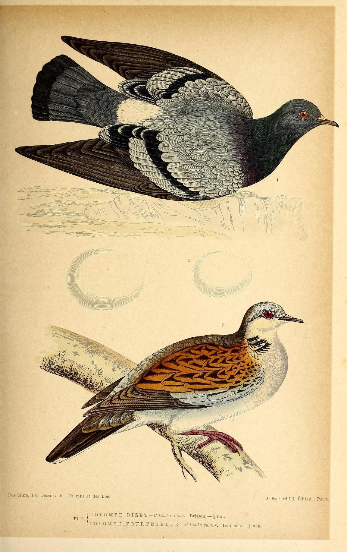 Image of Common Pigeon