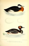 Image of Red-necked Grebe