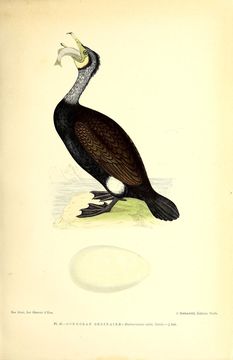 Image of Black Shag