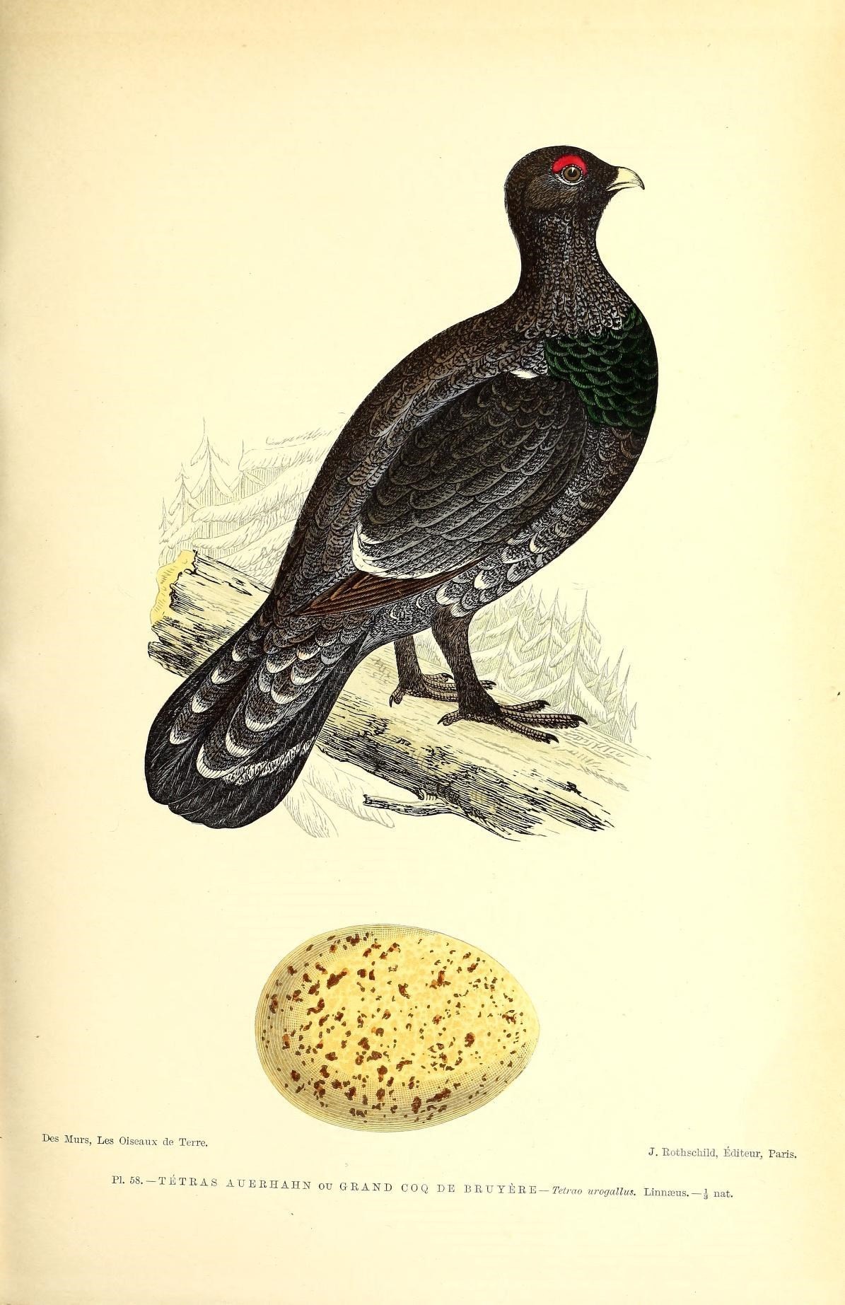 Image of Tetrao Linnaeus 1758