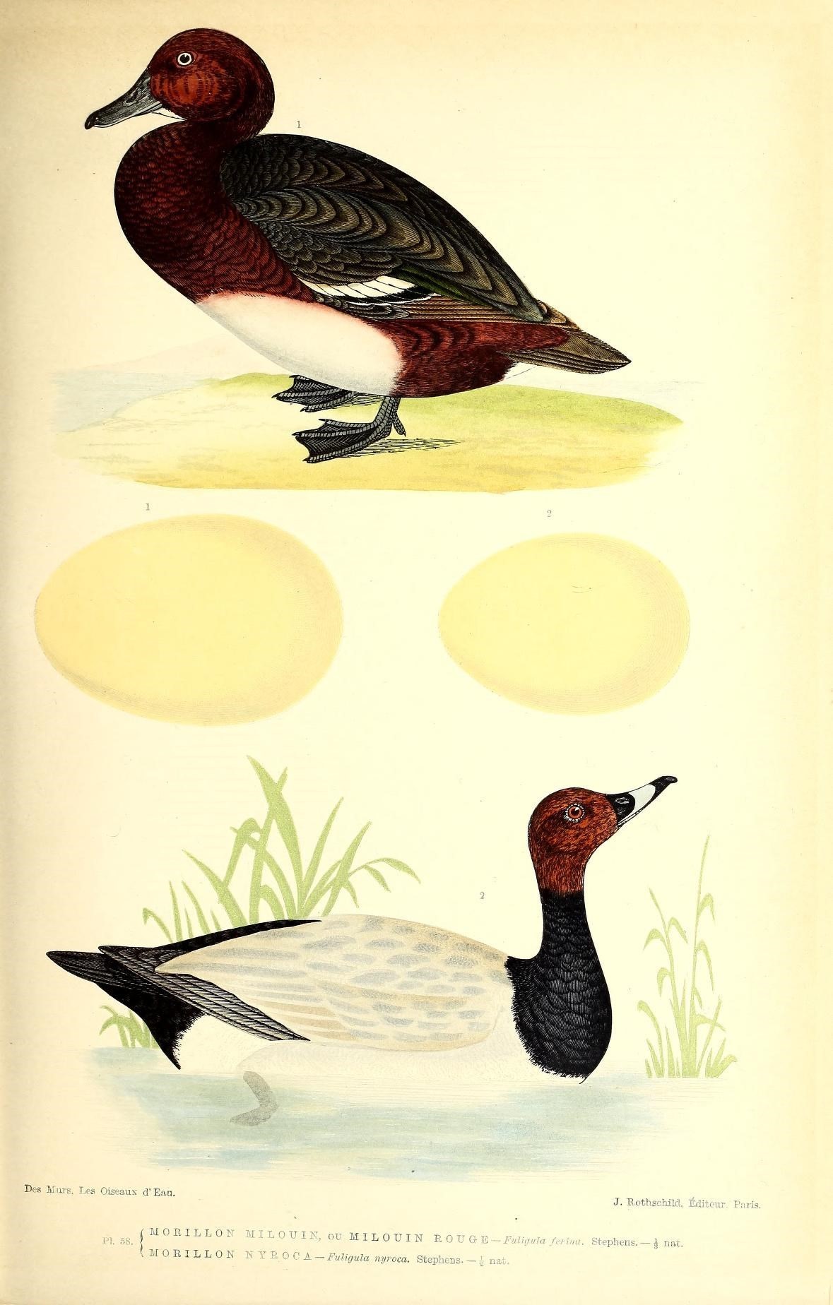 Image of pochard, common pochard