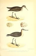 Image of Wood Sandpiper