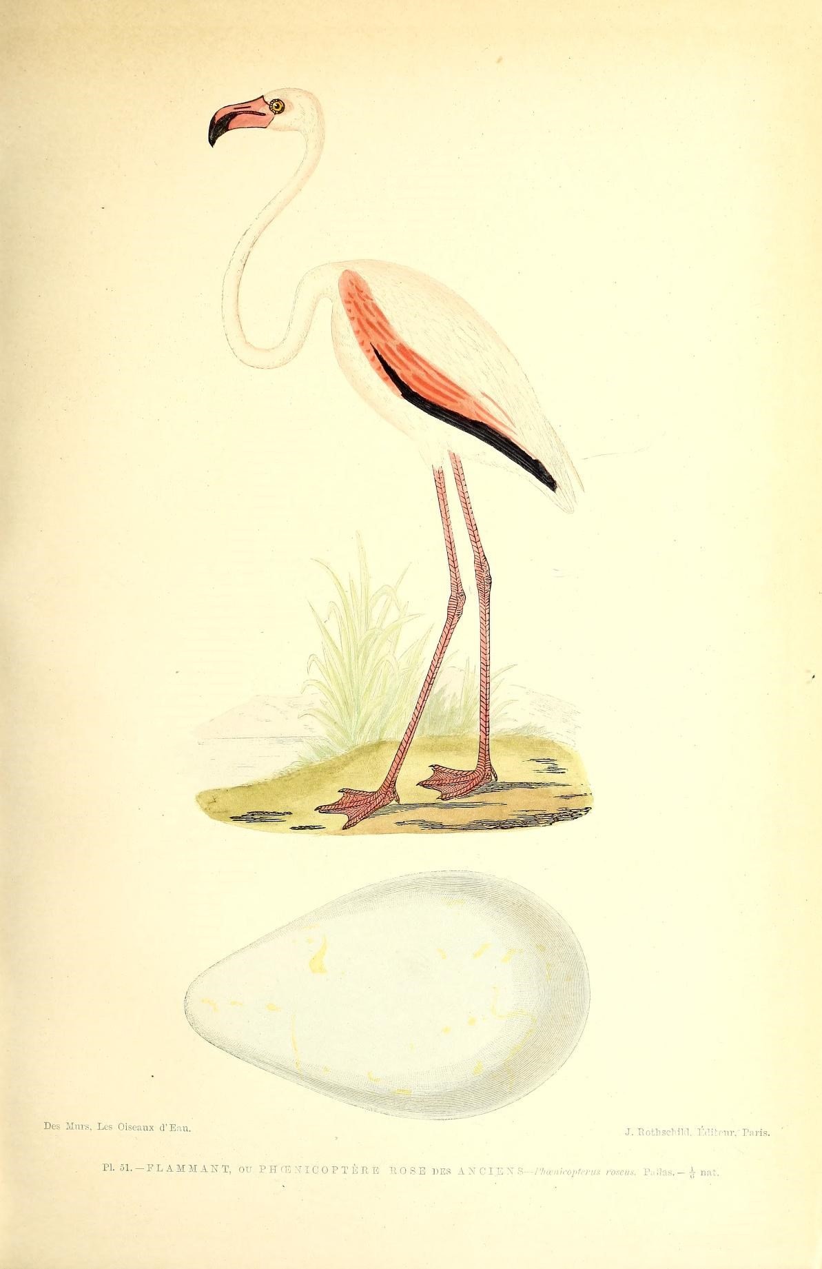 Imagem de Phoenicopterus roseus Pallas 1811
