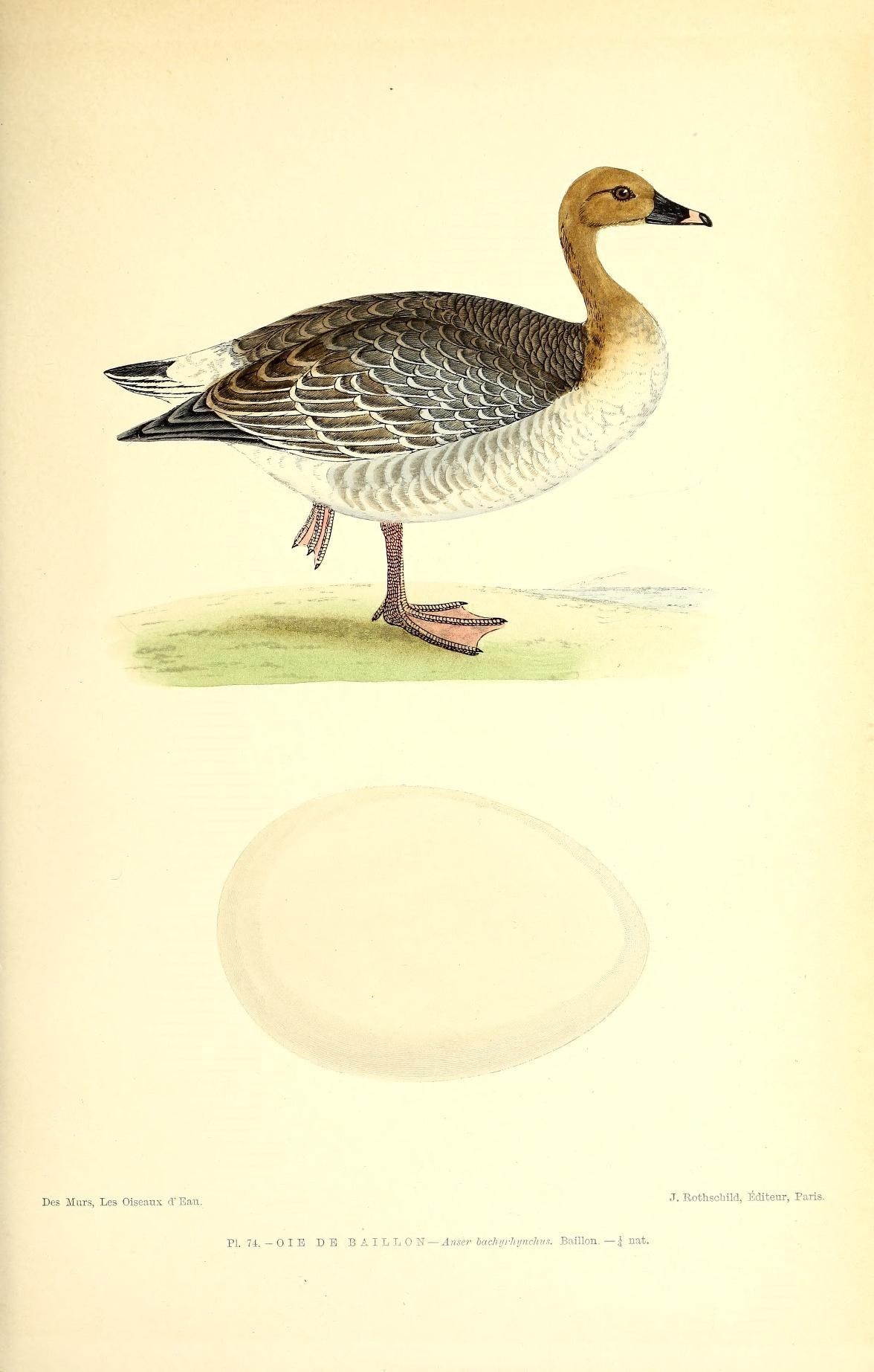 Imagem de Anser brachyrhynchus Baillon 1834