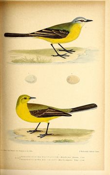 Image of Western Yellow Wagtail