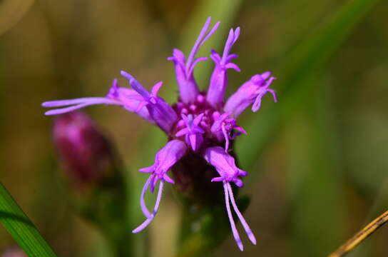 Слика од Liatris cylindracea Michx.