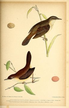 Слика од Locustella fluviatilis (Wolf 1810)