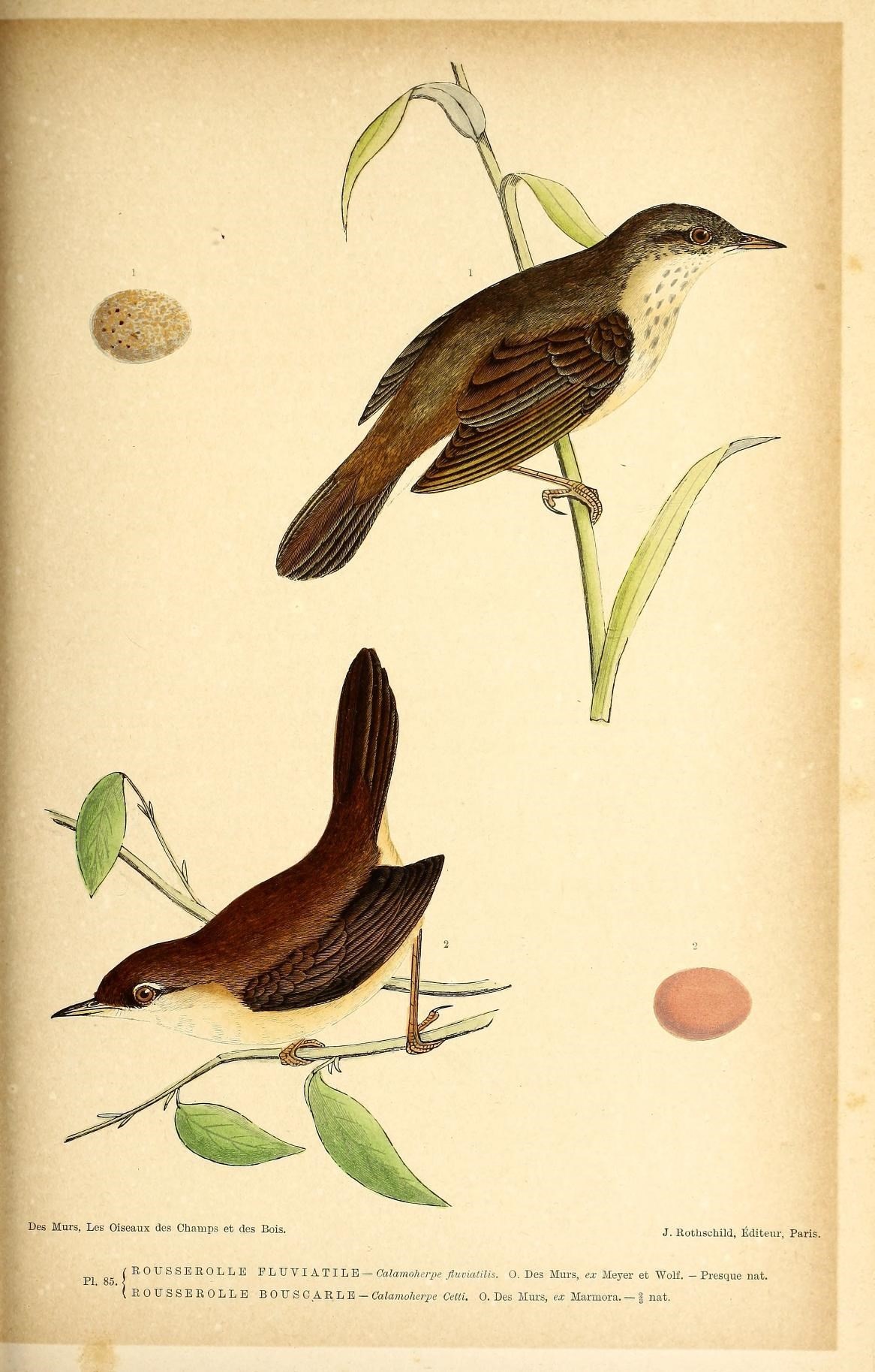 Image of Eurasian River Warbler