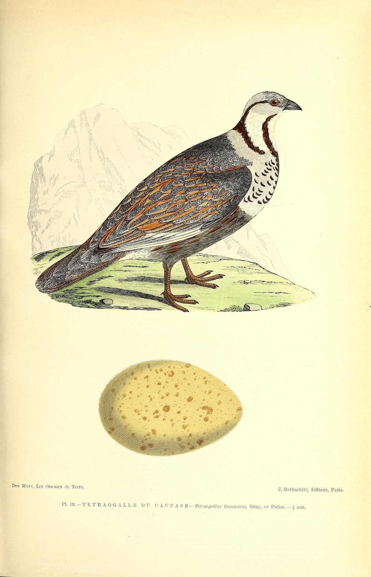 صورة Tetraogallus caucasicus (Pallas 1811)