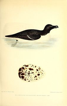 Image of Lesser auk