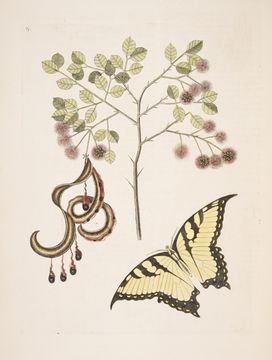 Image of Eastern Tiger Swallowtail