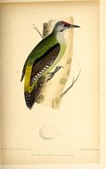 Image of Grey-faced Woodpecker