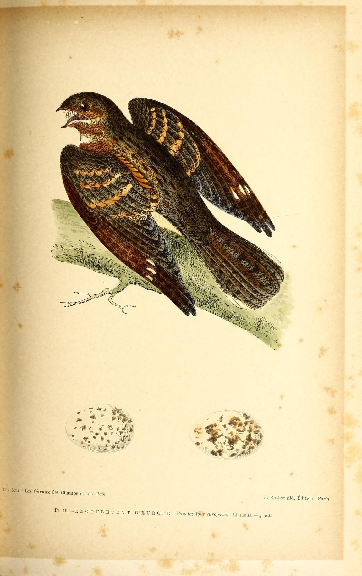 Image of nightjar, european nightjar