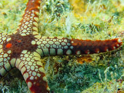 Image of Red and pink sea star