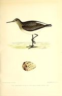 Image of Green Sandpiper