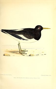 Image of oystercatcher, eurasian oystercatcher