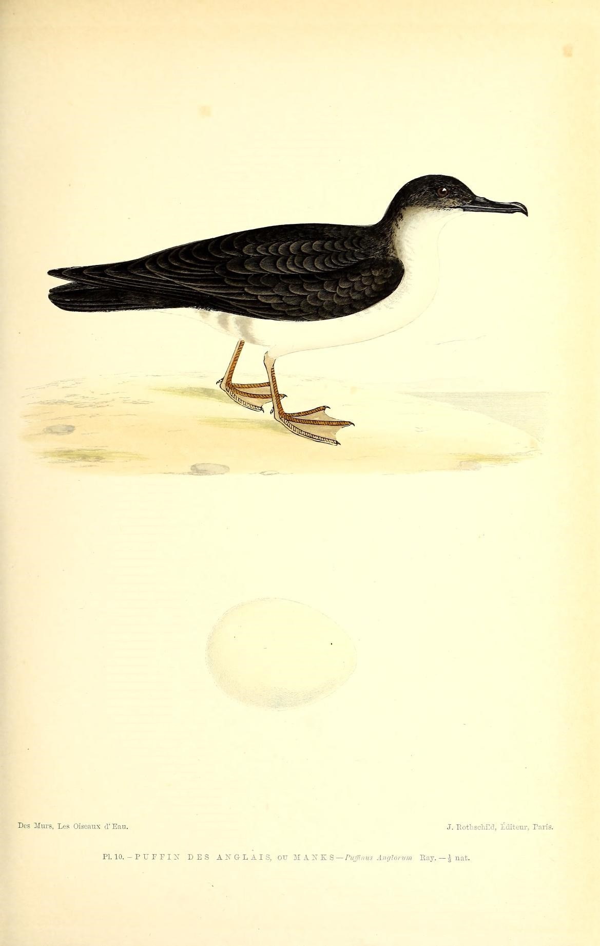 Image of <i>Puffinus anglorum</i>