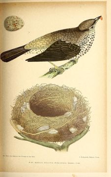 Image of Mistle Thrush