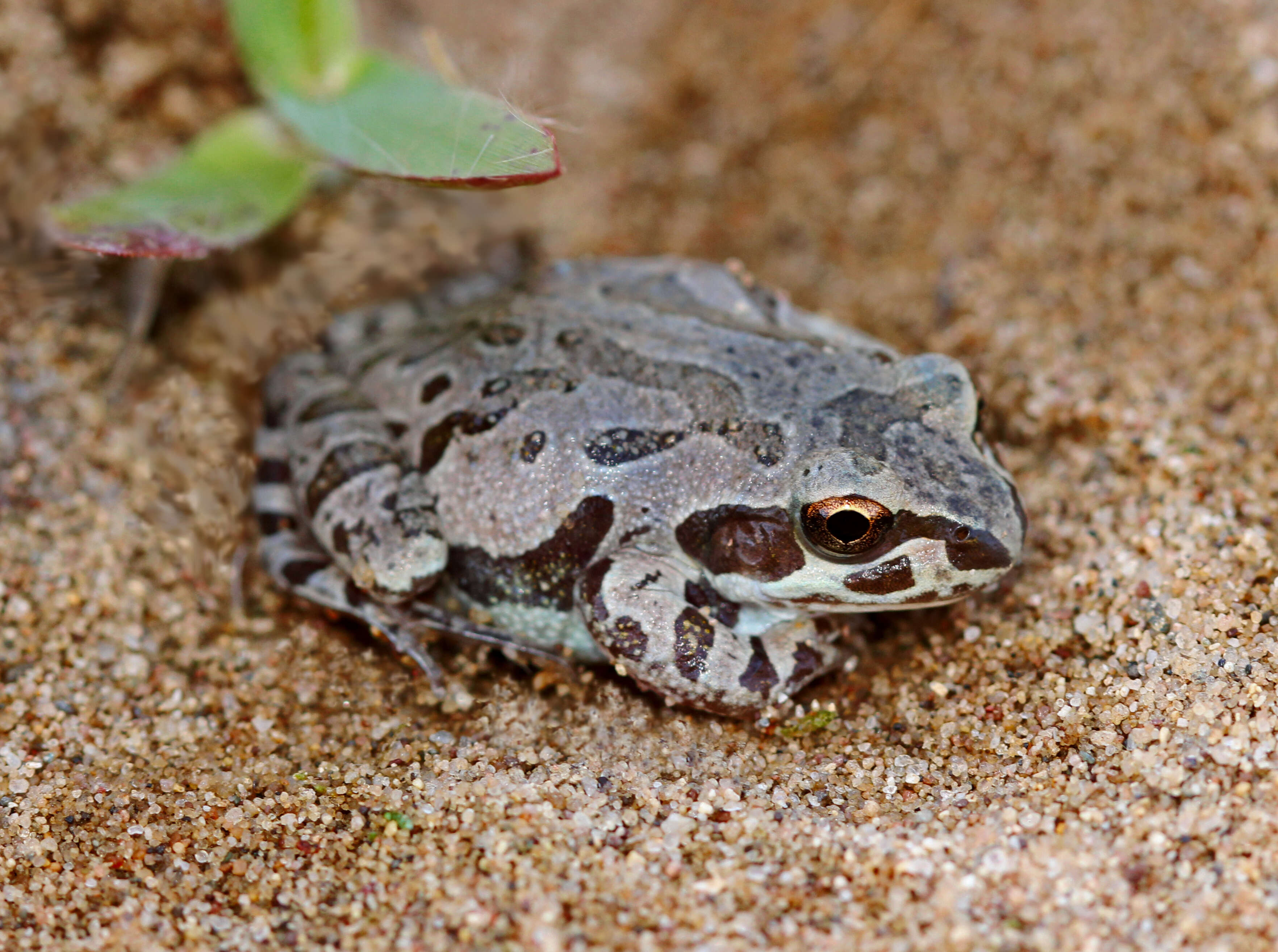 Image of Illinois chorus frog