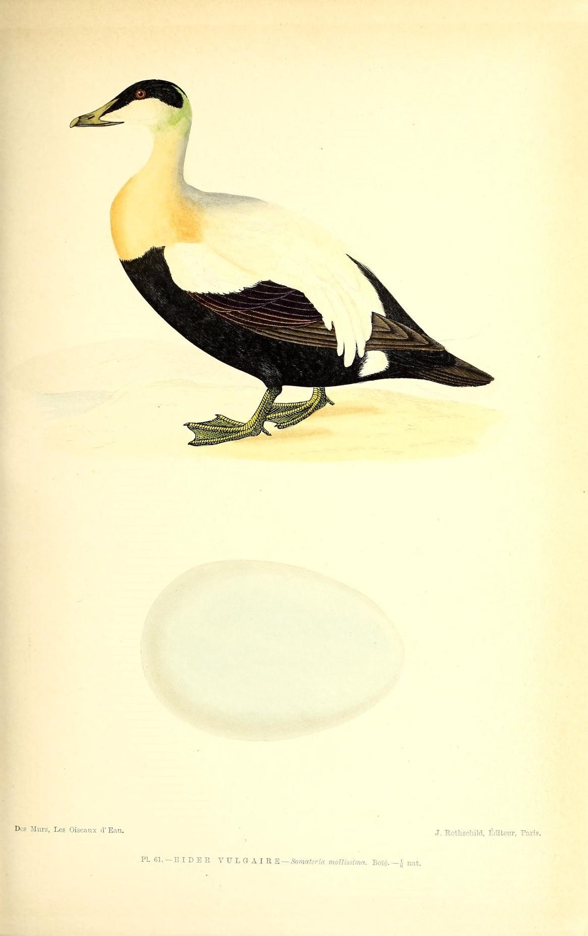 Image of Eider