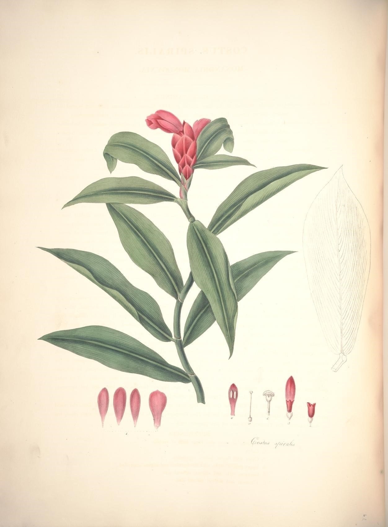 Imagem de Costus spiralis (Jacq.) Roscoe