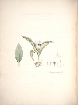 Image de Kaempferia angustifolia Roscoe