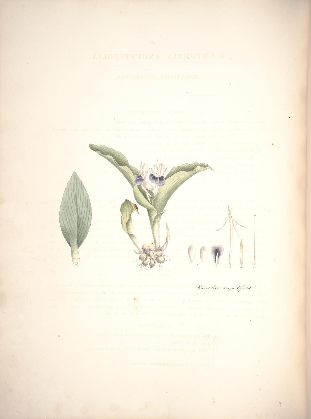 Image of Kaempferia angustifolia Roscoe