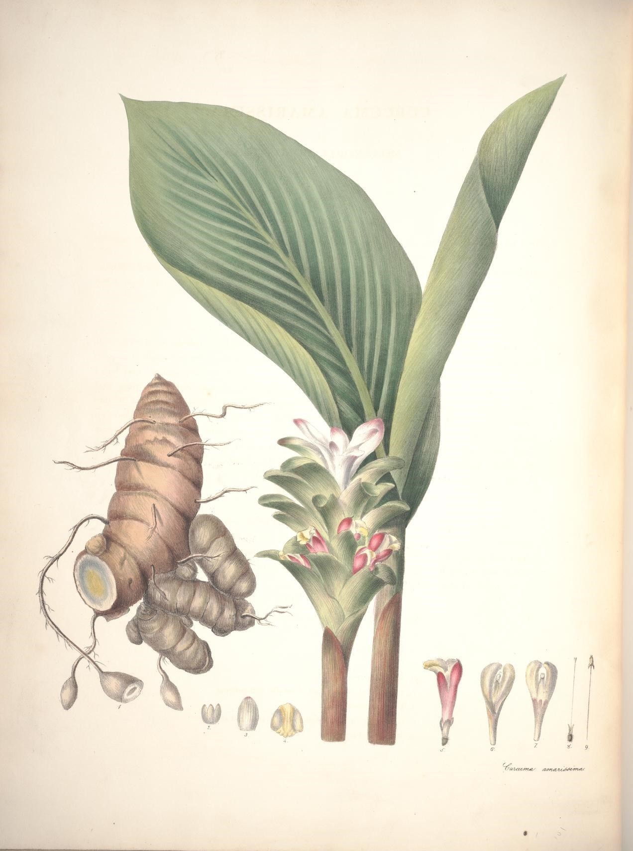 Image of Curcuma amarissima Roscoe