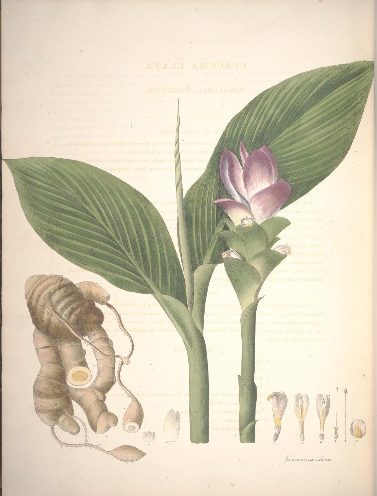 Image de Curcuma elata Roxb.