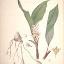 Image of Curcuma rubescens Roxb.