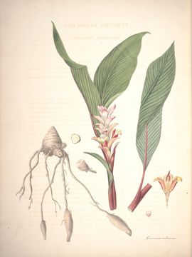 Image of Curcuma rubescens Roxb.