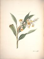 Image of Alpinia diffissa Roscoe