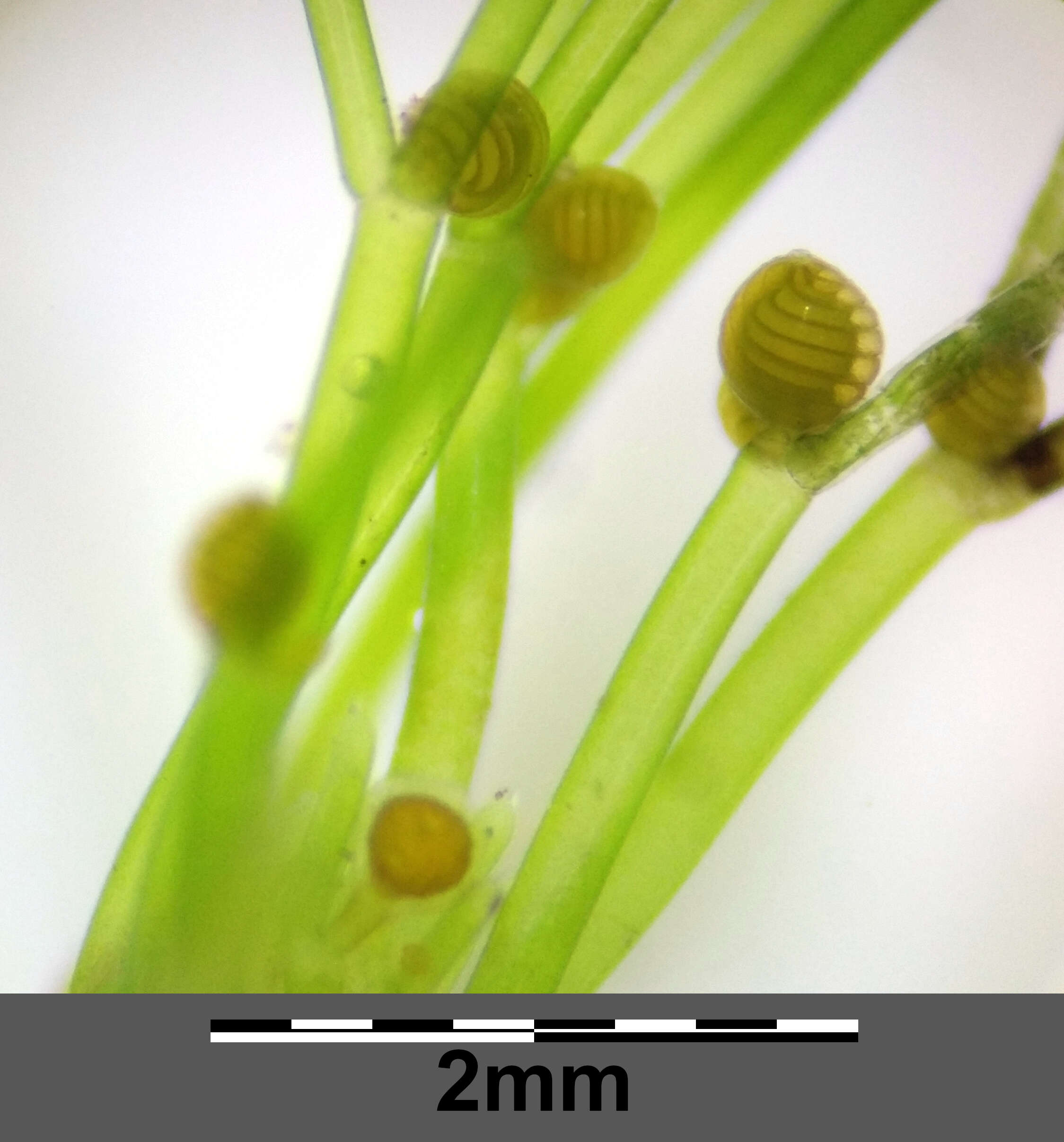 Image of Stonewort