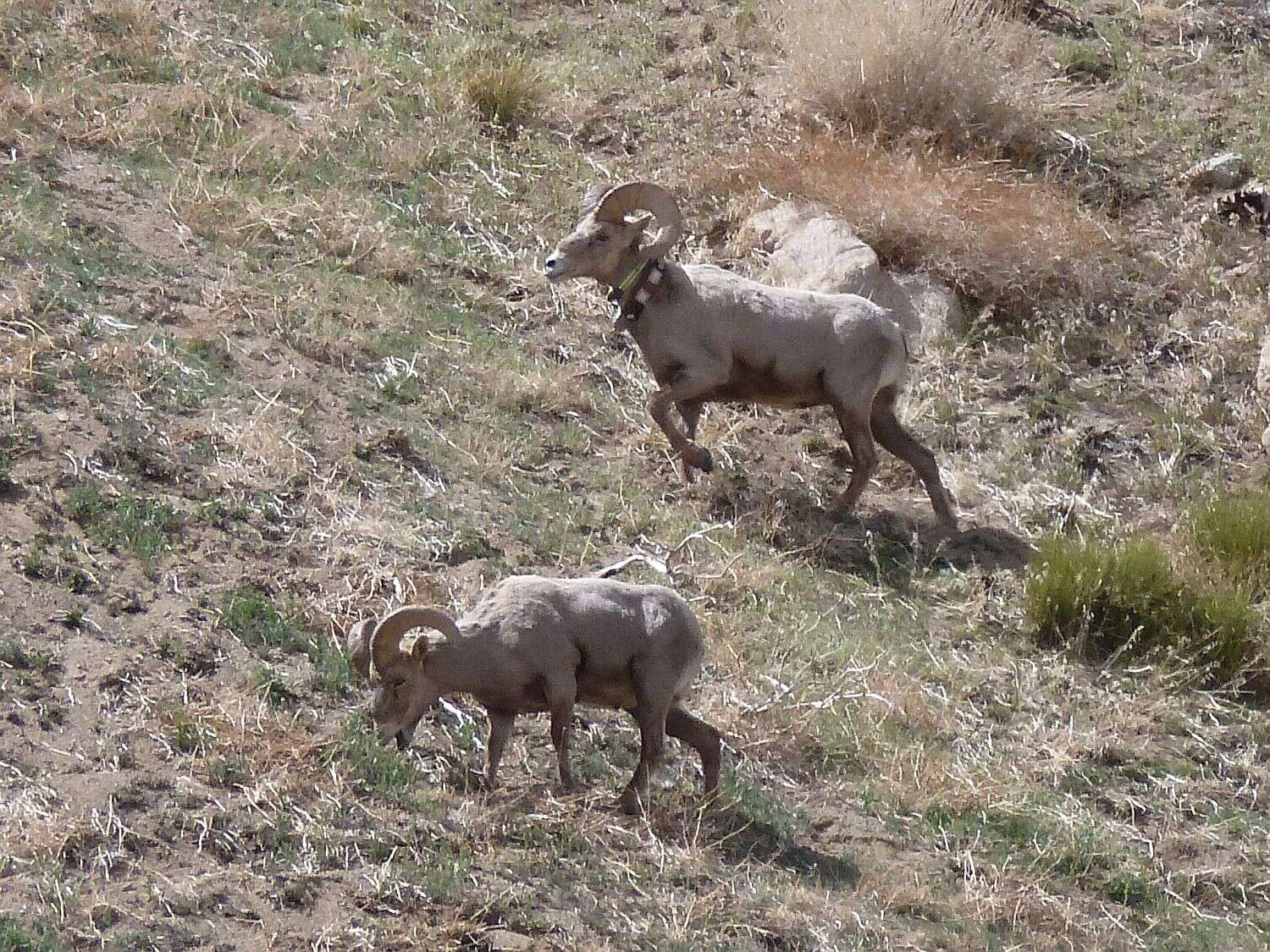 Image of Sierra Nevada bighorn sheep